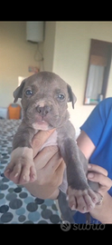 Cucciola pitbull blu
