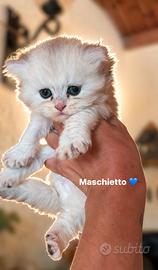Cuccioli British Longhair