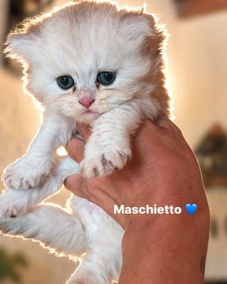 Cuccioli British Longhair