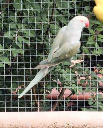 Parrocchetti dal collare