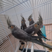 Calopsite allevate a mano