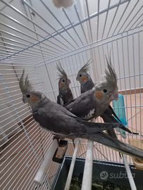 Calopsite allevate a mano