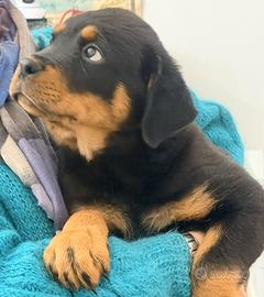 Cuccioli di Rottweiler con pedigree