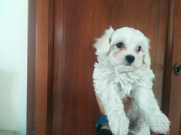 Maltesi cuccioli