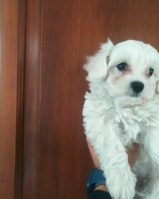 Maltesi cuccioli