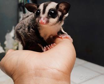 Petauro dello zucchero