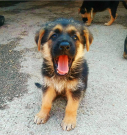 Cuccioli di pastore tedesco