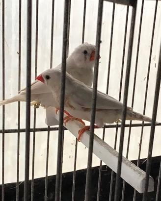 Diamanti mandarini e passeri del Giappone