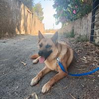 Adozione Pastore Tedesco adulto