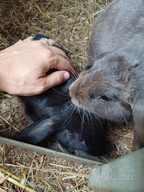 Cuccioli di coniglietti ariete nano