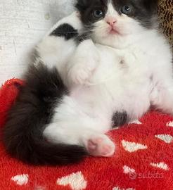 Cucciola di persiani normotipo FEMMINA