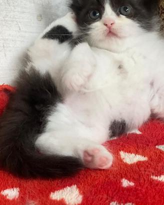 Cucciola di persiani normotipo FEMMINA