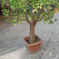 Pianta di Crassula Ovata