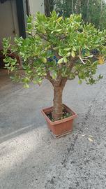 Pianta di Crassula Ovata