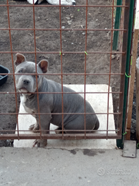 American bully