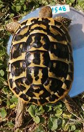 Tartaruga di terra Testudo H.Hermanni femm 01548