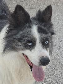 Border collie disponibile per monta