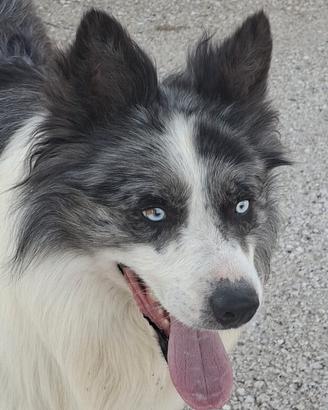 Border collie disponibile per monta
