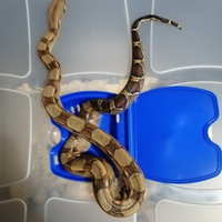 Baby boa constrictor