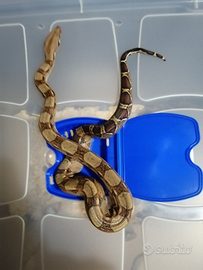 Baby boa constrictor