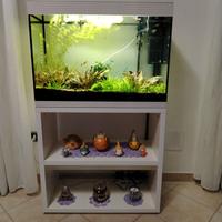 Acquario 