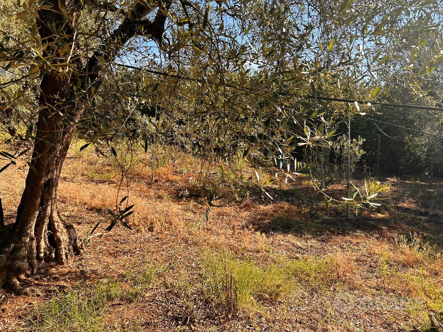 Terreno 6.400 mq - pozzo -200 nocciole + olivi - Vista 3