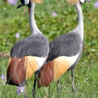 Gru Coronata grigia