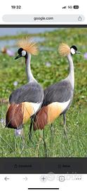 Gru Coronata grigia