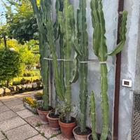 Pianta Cactus