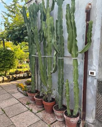 Pianta Cactus