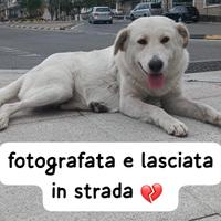 Kira cucciolona simil labrador 18 mesi vive per st