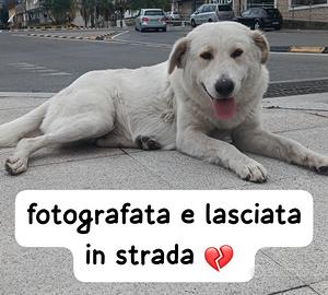 Kira cucciolona simil labrador 18 mesi vive per st