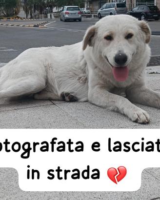 Kira cucciolona simil labrador 18 mesi vive per st