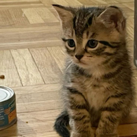 Cucciolo di gatto