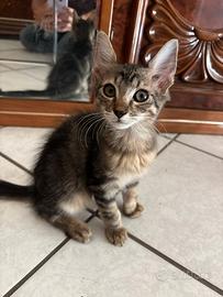 Regalasi gattini