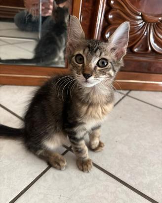 Regalasi gattini
