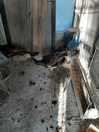 Pavoni negripennis e arlecchino