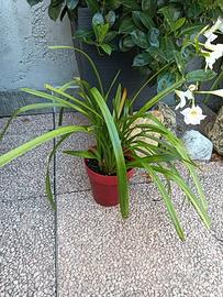 Orchidea cyimbidium 