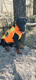 Jagd terrier maschio per monta