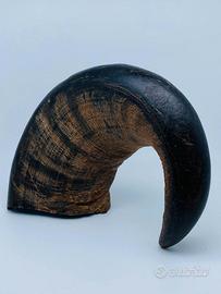 Corno di bufalo d’acqua – soprammobile unico