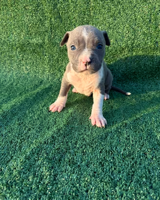 Amstaff
