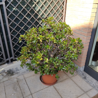 Pianta grassa Crassula con fiori