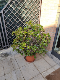 Pianta grassa Crassula con fiori