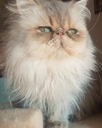 Gatto persiano