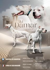 Dogo argentino Altissima Genealogia - prenotazioni