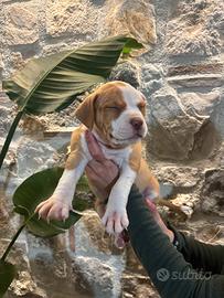 American Pitbull Terrier Red Nose