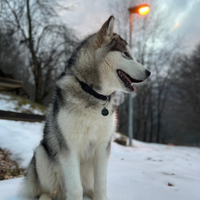 ACCOPPIAMENTO Alaskan MALAMUTE con pedigree