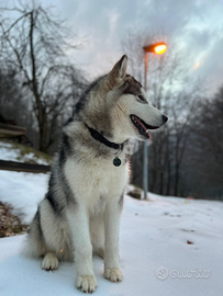 ACCOPPIAMENTO Alaskan MALAMUTE con pedigree