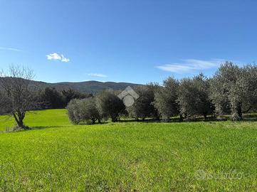 TER. AGRICOLO A AMELIA