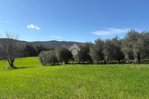 TER. AGRICOLO A AMELIA